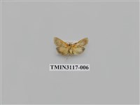 藏品(螟蛾221)的圖片